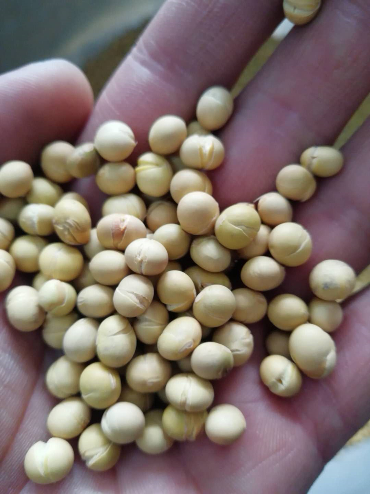 大豆炒货机.jpg